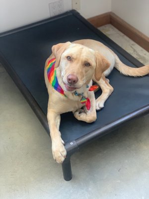 The Pups of Pups! - We see all shapes and sizes for training and grooming - and we LOVE them all! We'd love to meet your pup! The Pups of Pups! - We see all shapes and sizes for training and grooming - and we LOVE them all! We'd love to meet your pup!