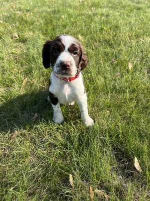 English Springer Spaniels - Here at DuBois Springers, we have raised English Springer Spaniel‘s for 40 years our Springers Make great family Pets House dogs and also Make great Field  as you’re hunting companion. We will have Springers available late Fall 2026 males and females. all of our puppies come with a health guarantee Vet checked Microchips current on age-appropriate vaccinations and they’ll be sent home with a goodie bag delivery and shipping and local pick up are all available.