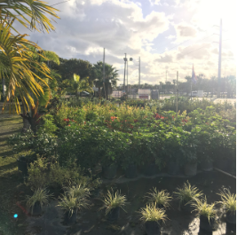 Products - From patio stones and garden decor to sod, trees, plants and tools, AAA Garden Center has everything for your lawn and garden.
