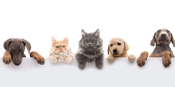 🐾 NEW SERVICE (2026) : PET HEALTH PHARMACY - Now Offering Pet Health & Pharmacy Services
Coal Harbour Pharmacy is pleased to introduce Pet Health & Pharmacy, a new service designed to support pet owners with pharmacist-led care.
Our licensed pharmacists now assist with non-prescription pet supplements and prescription pet medication services, working alongside veterinary care and in accordance with provincial pharmacy regulations.
Whether you’re exploring everyday pet wellness options or need help filling a veterinary prescription, our pharmacy team is here to provide guidance, accuracy, and professional oversight.
📍 Visit us in Vancouver
💬 Speak with our pharmacists in person or learn more on our website
Prescription pet medications require a valid veterinary prescription. 🐾 NEW SERVICE (2026) : PET HEALTH PHARMACY - Now Offering Pet Health & Pharmacy Services
Coal Harbour Pharmacy is pleased to introduce Pet Health & Pharmacy, a new service designed to support pet owners with pharmacist-led care.
Our licensed pharmacists now assist with non-prescription pet supplements and prescription pet medication services, working alongside veterinary care and in accordance with provincial pharmacy regulations.
Whether you’re exploring everyday pet wellness options or need help filling a veterinary prescription, our pharmacy team is here to provide guidance, accuracy, and professional oversight.
📍 Visit us in Vancouver
💬 Speak with our pharmacists in person or learn more on our website
Prescription pet medications require a valid veterinary prescription.