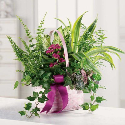Sympathy Flowers & Bouquets // Gift Baskets // Funeral Flowers & Bouquets - Browose our different collections
https://blackistoneflorist.com/san-jose-florist-flower-delivery/occasions/i-m-sorry/
https://blackistoneflorist.com/san-jose-florist-flower-delivery/occasions/sympathy-and-funeral/
https://blackistoneflorist.com/san-jose-florist-flower-delivery/occasions/gift-sets/