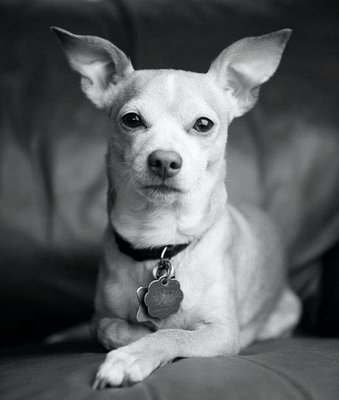 Pet Portraits - I launched Pets by J.Rose after the passing of my childhood dog. I'm here to capture the sweetest memories with your very best friend.