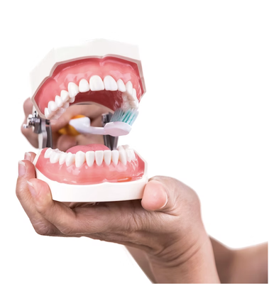 Cosmetic - Veneers
You no longer need to hide your smile because of gaps, chips, stains, or misshapen teeth. With veneers, you can easily correct your teeth’s imperfections to help you have a more confident, beautiful smile. Veneers are natural in appearance, and are a perfect alternative for patients wanting to make minor adjustments to the look and feel of their smile.
Veneers are thin, custom-made shells made from tooth-colored materials (such as porcelain) designed to cover the front side of your teeth. To prepare for veneers, your doctor will create a unique model of your teeth. This model is sent to the dental technician to create your veneers. Before placing your new veneer, your doctor may need to conservatively prepare your tooth to achieve the desired aesthetic result.
When placed, you’ll be pleased to see that veneers look like your natural teeth. While veneers are stain resistant, your doctor may recommend that you avoid coffee, tea, red wine, and tobacco to maintain the beauty of your new smile. Cosmetic - Veneers
You no longer need to hide your smile because of gaps, chips, stains, or misshapen teeth. With veneers, you can easily correct your teeth’s imperfections to help you have a more confident, beautiful smile. Veneers are natural in appearance, and are a perfect alternative for patients wanting to make minor adjustments to the look and feel of their smile.
Veneers are thin, custom-made shells made from tooth-colored materials (such as porcelain) designed to cover the front side of your teeth. To prepare for veneers, your doctor will create a unique model of your teeth. This model is sent to the dental technician to create your veneers. Before placing your new veneer, your doctor may need to conservatively prepare your tooth to achieve the desired aesthetic result.
When placed, you’ll be pleased to see that veneers look like your natural teeth. While veneers are stain resistant, your doctor may recommend that you avoid coffee, tea, red wine, and tobacco to maintain the beauty of your new smile.