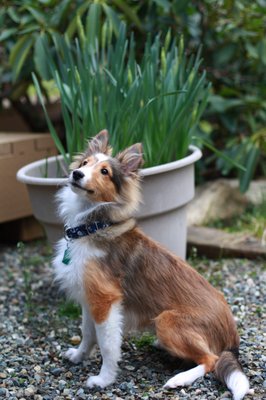 Dog Training - We have a variety of different classes available. Ranging from Basic Obedience to Tracking and nose work. Dog Training - We have a variety of different classes available. Ranging from Basic Obedience to Tracking and nose work.
