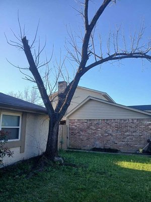 Tree Trimming Services - Call Donovan for a Quote for all your Tree Trimming Needs. We will haul off all of the limbs and cuttings that are trimmed. Tree Trimming Services - Call Donovan for a Quote for all your Tree Trimming Needs. We will haul off all of the limbs and cuttings that are trimmed.