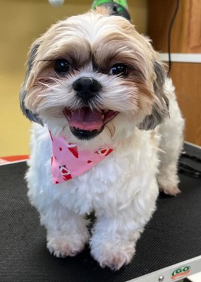 Dog Grooming & DeShed Baths - Jagger's Doggie Daycare offers Grooming Services seven days a week. Whether it is a Full Groom, DeShed Treatment, Bath & Brush, Sanitary Trim, Teeth Brushing, Nail Trim, or Nail Grind, we are happy to serve your needs with affordable services. We strive for 100% customer satisfaction. Call us for an appointment at (618) 316-7021. Dog Grooming & DeShed Baths - Jagger's Doggie Daycare offers Grooming Services seven days a week. Whether it is a Full Groom, DeShed Treatment, Bath & Brush, Sanitary Trim, Teeth Brushing, Nail Trim, or Nail Grind, we are happy to serve your needs with affordable services. We strive for 100% customer satisfaction. Call us for an appointment at (618) 316-7021.