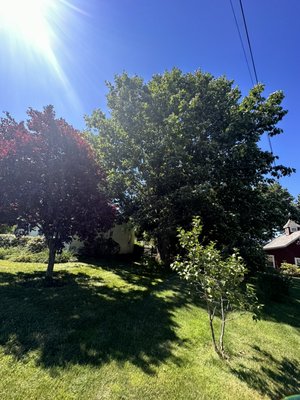 South Glastonbury tree - This was a straight forward job we got in treated it as if it were our house and tree and it came out amazing and customer was super happy with the job we did. Thank you Fred it was a pleasure working for you!!!