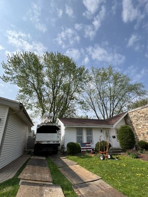 2 Large Silver Maple Removal! - This project consisted of us taking down, hauling away, and stump grinding these 2 large Silver Maples that were tucked away in a very confined space.
No damages to the home or fence. In and out clean, any damages seen in the picture were there from before.
We came back at a later date to grind the stumps, take the grindings, and remove the shed.
If your looking to find a company you can trust to care about their work, no need to look any further. This project should speak for itself! 2 Large Silver Maple Removal! - This project consisted of us taking down, hauling away, and stump grinding these 2 large Silver Maples that were tucked away in a very confined space.
No damages to the home or fence. In and out clean, any damages seen in the picture were there from before.
We came back at a later date to grind the stumps, take the grindings, and remove the shed.
If your looking to find a company you can trust to care about their work, no need to look any further. This project should speak for itself!