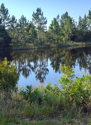 Nestled In a Serene Natural Setting - The RV park offers sweeping panoramic views of the surrounding landscape. In the foreground, well-maintained RV sites are framed by mature trees and native greenery. Beyond the park, rolling hills stretch into the distance, bathed in warm sunlight. A tranquil lake reflects the sky’s hues—brilliant blue by day, golden at sunset. Whether you're sipping coffee at sunrise or enjoying a quiet evening by the fire pit, every moment is enhanced by the beauty of nature all around. Nestled In a Serene Natural Setting - The RV park offers sweeping panoramic views of the surrounding landscape. In the foreground, well-maintained RV sites are framed by mature trees and native greenery. Beyond the park, rolling hills stretch into the distance, bathed in warm sunlight. A tranquil lake reflects the sky’s hues—brilliant blue by day, golden at sunset. Whether you're sipping coffee at sunrise or enjoying a quiet evening by the fire pit, every moment is enhanced by the beauty of nature all around.