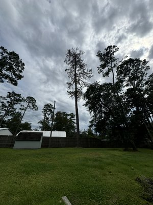 Tall pine tree near power lines - We were called out to remove a pine tree near power lines on the clients property. All debris was hauled and stump was ground down.