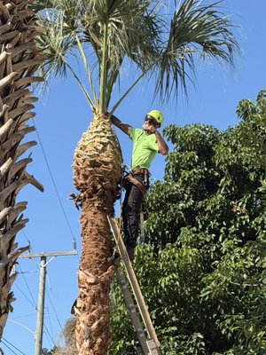 Tree trimming - These photos are from multiple job sites we have done recently. Tree trimming - These photos are from multiple job sites we have done recently.