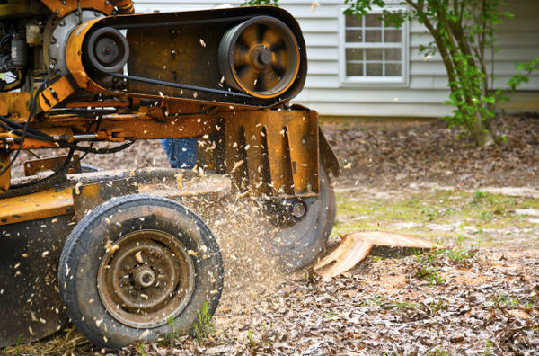 Stumpgrinding - Stump grinding is the top choice for many of our clients who want to eliminate the sight of a stump in their yard. The process can be a messy one, we can make the job look easy with our skills and the help of our high-quality stump grinders. If you let us handle the stump in your yard, we will make sure to restore the appeal of your property and eliminate the hazard brought by the stubborn stump. Stumpgrinding - Stump grinding is the top choice for many of our clients who want to eliminate the sight of a stump in their yard. The process can be a messy one, we can make the job look easy with our skills and the help of our high-quality stump grinders. If you let us handle the stump in your yard, we will make sure to restore the appeal of your property and eliminate the hazard brought by the stubborn stump.
