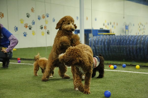 Puppy Socialization - Setting the foundation for a well-behaved companion begins early. Our Puppy Training program is your ticket to fostering good behavior, ensuring a good relationship with your furry friend. Why wait? Start on the right paw now to save time and money on correcting behaviors later.
We'd love to be part of your pup's training journey with you! Call today to Enroll in an upcoming puppy class or for puppies over 20 weeks, talk with us about obedience & community skills training. Puppy Socialization - Setting the foundation for a well-behaved companion begins early. Our Puppy Training program is your ticket to fostering good behavior, ensuring a good relationship with your furry friend. Why wait? Start on the right paw now to save time and money on correcting behaviors later.
We'd love to be part of your pup's training journey with you! Call today to Enroll in an upcoming puppy class or for puppies over 20 weeks, talk with us about obedience & community skills training.