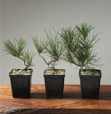 $32 to $59 Bonsai Plants - Our carefully curated bonsai collection, priced between $35 and $55, beckons you to embrace a higher echelon of sophistication. From the majestic Chinese elm to the delicate flowering azalea, each meticulously cultivated tree embodies a seamless fusion of beauty and sophistication. Elevate your surroundings with nature's grandeur, as our diverse range caters to the discerning enthusiast, offering a touch of cultivated elegance for every unique space. $32 to $59 Bonsai Plants - Our carefully curated bonsai collection, priced between $35 and $55, beckons you to embrace a higher echelon of sophistication. From the majestic Chinese elm to the delicate flowering azalea, each meticulously cultivated tree embodies a seamless fusion of beauty and sophistication. Elevate your surroundings with nature's grandeur, as our diverse range caters to the discerning enthusiast, offering a touch of cultivated elegance for every unique space.