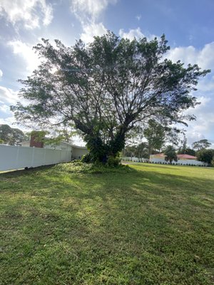 Tree removal/Stump grinding - We removed the tree safely using controlled cutting techniques to protect nearby structures and landscaping. Once the tree was fully taken down and debris cleared, we ground the stump below ground level to allow for replanting or landscaping. The site was fully cleaned, and all work completed efficiently and safely