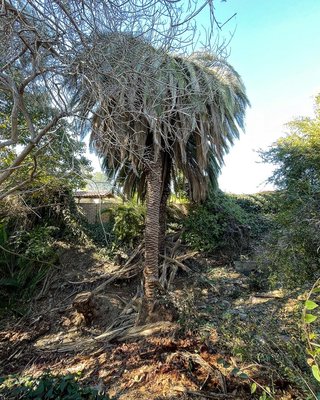Canary Palm infested with weevils removed, 2nd trimmed and treated - Homeowner called the Mayas team to remove 1 infested canary palm and properly removed. Second tree was shaved, trimmed and removed all infested fronds with weevil and later treated for weevil Canary Palm infested with weevils removed, 2nd trimmed and treated - Homeowner called the Mayas team to remove 1 infested canary palm and properly removed. Second tree was shaved, trimmed and removed all infested fronds with weevil and later treated for weevil