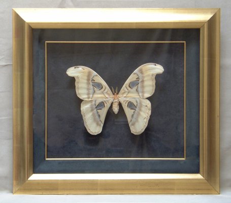 Shadowbox Projects - Shadowboxes are an excellent way to preserve and display objects including sports memorabilia to historic and rare finds. Eco Framing has a large selection of frames designed for this purpose. Shadowbox Projects - Shadowboxes are an excellent way to preserve and display objects including sports memorabilia to historic and rare finds. Eco Framing has a large selection of frames designed for this purpose.