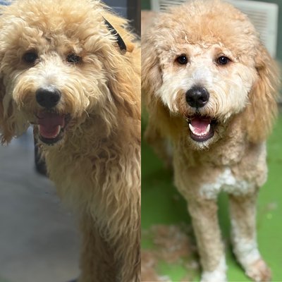 Before and after - When it's your puppy first groom, we take extra time and attention. Creating a positive first experience is a must. Before and after - When it's your puppy first groom, we take extra time and attention. Creating a positive first experience is a must.