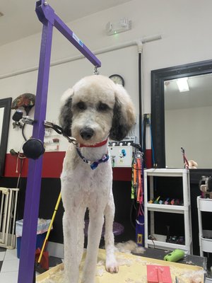 Grooming - Canine Creations has recently changed ownership! We offer grooming packages and an a la carte menu for all your pups grooming needs. Tracy has been grooming for more than 4 years and is commited to giving your pup a gentle and quick grooming service. Grooming - Canine Creations has recently changed ownership! We offer grooming packages and an a la carte menu for all your pups grooming needs. Tracy has been grooming for more than 4 years and is commited to giving your pup a gentle and quick grooming service.