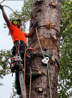 Tree Service - Tree Care