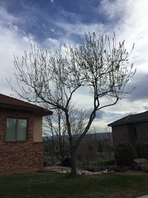 Canadian Cherry tree. - If your tree service tells you otherwise about blight, you need a new tree service. Having to clean your tool after every cut adds a lot of time to your trim. It’s the right way and I won’t cut corners to save time, jeopardizing the health of your tree. Canadian Cherry tree. - If your tree service tells you otherwise about blight, you need a new tree service. Having to clean your tool after every cut adds a lot of time to your trim. It’s the right way and I won’t cut corners to save time, jeopardizing the health of your tree.