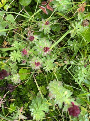 Herbs of Alaska - My sister has lived in Alaska all of her adult life, and I have taught classes about the plants there.