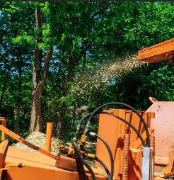 Why Choose a Professional Land Clearing Service? - Clearing the land of trees, shrubs and excessive weeds is not a do-it-yourself task. Topsoil must be preserved as much as possible during weed elimination, which normally requires heavy equipment and technicians experienced with handling machinery. The certified arborists at Emmanuel Tree Service can assess your property and clear land and lots for new construction, roadways and other projects that include:
Visibility and landscape balancing with ponds
Creating visibility for crossing lines
Power and utility line maintenance
Eliminating invasive plant species
Restoration for wildlife habitats
Creating riding or pasture trails
Clearing for hunting properties
Creating fire escape access
Natural growth management
Managing forest fuels
Emmanuel Tree Service is capable of clearing large properties quickly and safely. Whatever your specific needs, our experienced staff are equipped to get the job done right and prepare your property for any project. Why Choose a Professional Land Clearing Service? - Clearing the land of trees, shrubs and excessive weeds is not a do-it-yourself task. Topsoil must be preserved as much as possible during weed elimination, which normally requires heavy equipment and technicians experienced with handling machinery. The certified arborists at Emmanuel Tree Service can assess your property and clear land and lots for new construction, roadways and other projects that include:
Visibility and landscape balancing with ponds
Creating visibility for crossing lines
Power and utility line maintenance
Eliminating invasive plant species
Restoration for wildlife habitats
Creating riding or pasture trails
Clearing for hunting properties
Creating fire escape access
Natural growth management
Managing forest fuels
Emmanuel Tree Service is capable of clearing large properties quickly and safely. Whatever your specific needs, our experienced staff are equipped to get the job done right and prepare your property for any project.