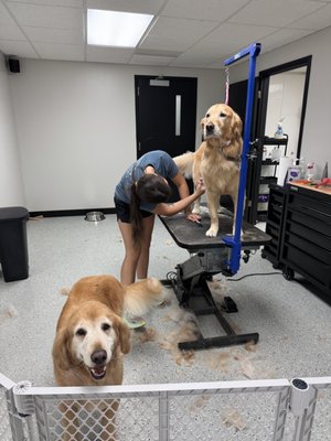 Grooming - At the heart of what we do is a true love for dogs of every type and variety. Our groomers are passionate about bringing out the best in each dog—no matter the breed, size, or style. Grooming - At the heart of what we do is a true love for dogs of every type and variety. Our groomers are passionate about bringing out the best in each dog—no matter the breed, size, or style.