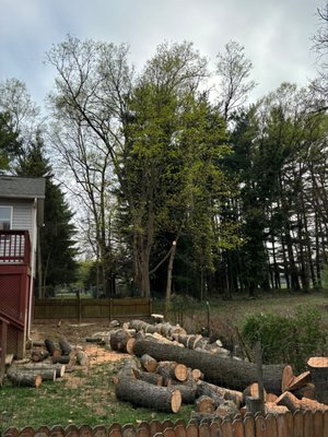 Complete Tree Service - Recently, our team at Dulai Landscaping and Trees successfully completed a full tree service project that included every stage of professional tree care — from removal to replanting. With more than 15 years of experience, our crew handled the job with precision, safety, and attention to detail to restore both the beauty and functionality of our client’s property.

The project began with a thorough inspection of the landscape to identify trees that required trimming, removal, or replacement. Some trees were overgrown and posed safety concerns near power lines and structures, while others had diseased branches that needed careful cutting.

We started by performing comprehensive tree trimming to remove dead limbs and shape healthy trees for better growth and appearance. Our team used professional climbing and crane equipment to reach high branches safely and ensure clean, balanced cuts.

Next, we carried out tree removals for several damaged or unstable trees that threatened nearby property. Each removal was executed with controlled precision, section by section, ensuring there was no harm to surrounding structures or landscaping.

After the removals, we proceeded with tree cutting and stump grinding to clear the remaining trunks and roots. Our stump grinder efficiently eliminated all visible and underground remnants, leaving the ground smooth, level, and ready for new planting.

Once the area was cleared, we began the tree planting phase. We selected strong, healthy trees suited for the client’s soil and environment, planted them carefully, and installed mulch around the base to promote long-term growth. The planting process not only restored the natural look of the property but also improved its environmental health and shade coverage.

Additionally, our crew provided stone removal services to clear out unwanted rocks and debris that had accumulated around the worksite. This final step gave the landscape a clean, polished appearance and ensured easy maintenance moving forward.

Throughout the entire project, our team focused on safety, efficiency, and quality. We followed all proper disposal procedures for debris, branches, and stumps, leaving the property spotless by the end of the job.

The result was a completely revitalized outdoor space — safer, cleaner, and more beautiful than before. The client was highly satisfied with the transformation and appreciated that Dulai Landscaping and Trees could provide all these services in one single project, saving time and cost.

At Dulai Landscaping and Trees, we take pride in offering complete solutions for every aspect of tree and landscaping work — including Tree Services, Tree Trimming, Tree Removal, Tree Cutting, Tree Stump Grinding, Tree Planting, and Stone Removal. Whether it’s residential or commercial, our goal is always to enhance the beauty and safety of every property we work on.