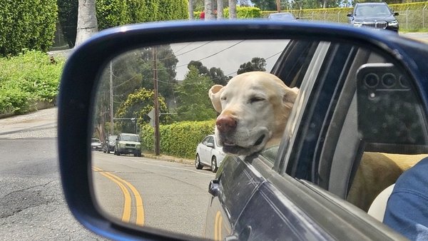Pet Taxi - Need help getting your pet to the vet, groomer, or daycare? Our reliable Pet Taxi service is the stress-free solution for busy pet parents. Whether it’s a one-way trip or round-trip service, we ensure your pet arrives safely and comfortably. Serving Northport, East Northport, Huntington, Kings Park, and surrounding areas.
