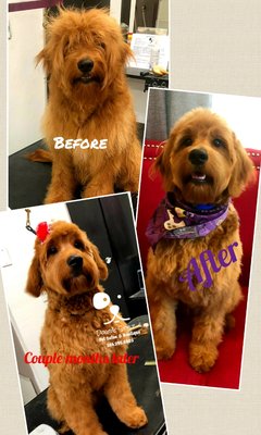 Doodle Groom - Here are two different Doodles showing before and after. We offer may different style grooms on doodles depends on your lifestyle, your desire of up keep at home and the over all look you'd like. We here at Doggie Stylz go over everything with you when you check your baby in. Doodle Groom - Here are two different Doodles showing before and after. We offer may different style grooms on doodles depends on your lifestyle, your desire of up keep at home and the over all look you'd like. We here at Doggie Stylz go over everything with you when you check your baby in.