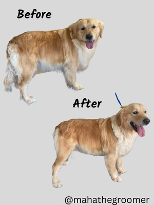 Full Groom - This sweet girl suffered from anxiety so a grooming salon or getting groomed in a van would not work for her. Getting her first in home grooming experience was the best thing for her and her parents were very pleased with the results. Full Groom - This sweet girl suffered from anxiety so a grooming salon or getting groomed in a van would not work for her. Getting her first in home grooming experience was the best thing for her and her parents were very pleased with the results.