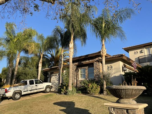 Tree trimming & palm tree services of any kind - Quality service that shows for its self… Tree trimming & palm tree services of any kind - Quality service that shows for its self…
