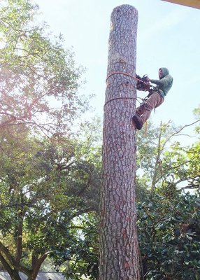 Tree Removal - Trees are very beneficial. They provide shade that helps keep your home cool. This saves you money on your electric bill. If properly maintained, they can add curb appeal and increase the value of your home.

Unfortunately, sometimes they need to be removed. The most common reason a tree is removed is because it is hazardous. Dying, dead, or diseased trees can be hazardous to your home and family. A tree could also be impeding new construction. Sometimes there are just too many trees and obstructing your view or making your property unsightly. Whatever your reason, we can help.

Our Process
1.	Call or fill out our free estimate request form.
2.	We will contact you to schedule an evaluation.
3.	During the evaluation we will schedule the removal with you.
4.	Once scheduled, we will remove the tree and take all debris with us.
 
Removing a tree, especially in a residential area, can be very dangerous. If not done properly it can damage your home and can cause serious injury to your family. It is best to leave this task to the professionals.

With over 20 years’ experience you can trust our qualified professionals will remove your tree safely and quickly. Keeping your property and family safe is our top priority. We are also fully insured, and satisfaction is guaranteed. No tree is too big or too small. From one small tree to clearing a whole lot, we have you covered.
 
Clean Up
No need to worry about the mess. We always take everything we cut with us. Our professionals will leave your property beautiful.

Get Started
Ready to take the next step? Call us or fill out our form below to request a free estimate.