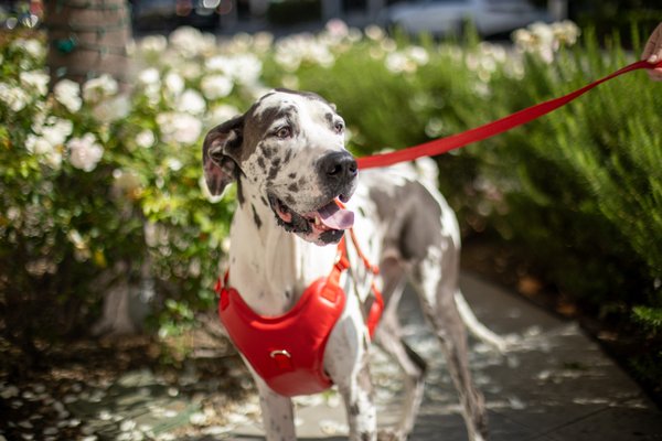 The Original Collection - Thoughtfully handcrafted in Los Angeles from buttery motochap leather, this classic set—complete with a collar, harness, leash, and clean-up carrier—delivers everyday strength with a touch of luxury. Designed for those who demand more from their daily essentials.