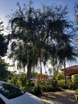 Tree Trimming a Chinese Elm - We thinned it out a little without removing too much of tha canopy or exposing too many cuts