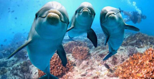 Dolphin Watching - Join us for up close and personal dolphin watching Dolphin Watching - Join us for up close and personal dolphin watching