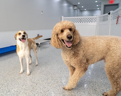 Canino Dog Daycare - Canino Dog Daycare in Astoria offers a safe, clean, and enriching environment for dogs to socialize and play under expert supervision. We provide daycare, boarding, and specialized services tailored to your dog’s needs. With a focus on trust, safety, and fun, Canino ensures every dog leaves happy, healthy, and tired from a day of enrichment.