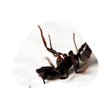 Ant Control - Almost every homeowner in Texas agrees that ants are among the most annoying household pests they have to deal with today. Ants are among the most common pests in the state because of the hot and dry climate of the region. They are a serious problem that pose serious health risks and are known to damage property. When you are facing any form of ant infestation, Pest Lab has an affordable solution for you.
For the most dependable ant control in The Valley, try Pest Lab. We are a locally owned company that understands your problem with small ants and has a track record of using radical new products and techniques of controlling ants to deliver results.
Contact us Ant Control - Almost every homeowner in Texas agrees that ants are among the most annoying household pests they have to deal with today. Ants are among the most common pests in the state because of the hot and dry climate of the region. They are a serious problem that pose serious health risks and are known to damage property. When you are facing any form of ant infestation, Pest Lab has an affordable solution for you.
For the most dependable ant control in The Valley, try Pest Lab. We are a locally owned company that understands your problem with small ants and has a track record of using radical new products and techniques of controlling ants to deliver results.
Contact us