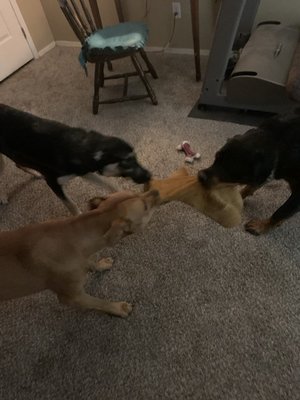 Pet Sitting - I have received 5 star reviews from everyone who has had me watch their pet. I and they have the freedom to roam inside and outside.
I have all 5 star reviews from every person who has had me watch their fur babies. I
believe your pets should not be kenneled. I am with them 24/7 and they have freedom to roam inside and out. Please schedule a Meet and Greet and you will be happy with the amenities and glad to leave your fur baby in my care. Pet Sitting - I have received 5 star reviews from everyone who has had me watch their pet. I and they have the freedom to roam inside and outside.
I have all 5 star reviews from every person who has had me watch their fur babies. I
believe your pets should not be kenneled. I am with them 24/7 and they have freedom to roam inside and out. Please schedule a Meet and Greet and you will be happy with the amenities and glad to leave your fur baby in my care.