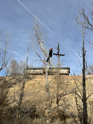 Tree trimming - Tree treemming Tree trimming - Tree treemming