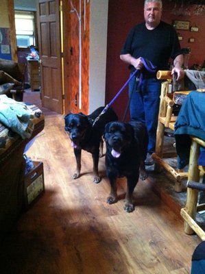 In home dog training - Dan is the premier in-home dog trainer and behaviorist in Upstate NY. His professional expertise in dog training ensures that you receive the highest level of service. In home dog training - Dan is the premier in-home dog trainer and behaviorist in Upstate NY. His professional expertise in dog training ensures that you receive the highest level of service.