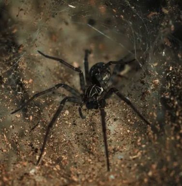 Spiders Elimination - Pest Control Spiders Elimination - Pest Control