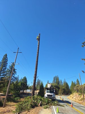 Two Brothers tree servise - Teo brothers tree servise cleaning Trimming removal lawn mowing Two Brothers tree servise - Teo brothers tree servise cleaning Trimming removal lawn mowing