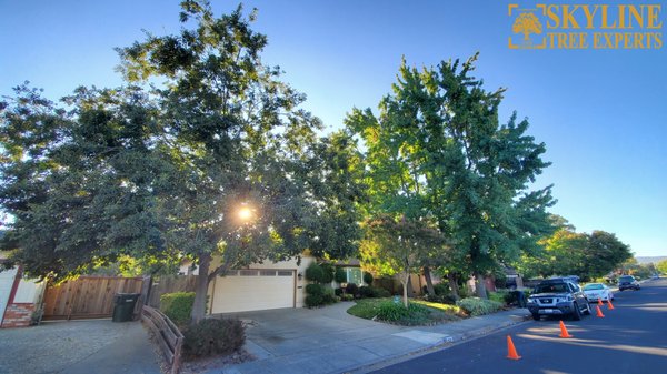 TREE SIZE REDUCTION - LIVERMORE - Tree reduction by 25%.