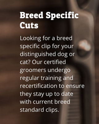 What we do! - High Quality Specialty Groomers - Ontario’s Premier Pet Salon for All Cats and Dogs! What we do! - High Quality Specialty Groomers - Ontario’s Premier Pet Salon for All Cats and Dogs!