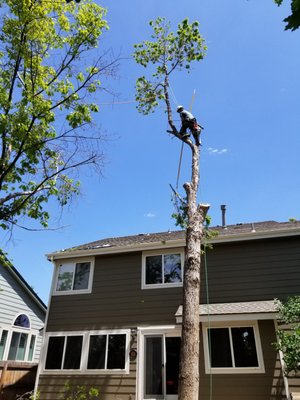 Technical tree removals - Our family-owned business has grown over the past 18 years and can handle even the most technical and dangerous tree jobs. Our certified arborists are trained not only to trim your trees correctly but to also maintain safe job sites. Andrew and the team will handle the job from start to finish, completing any job safely and leaving your yard clean and tidy. Technical tree removals - Our family-owned business has grown over the past 18 years and can handle even the most technical and dangerous tree jobs. Our certified arborists are trained not only to trim your trees correctly but to also maintain safe job sites. Andrew and the team will handle the job from start to finish, completing any job safely and leaving your yard clean and tidy.