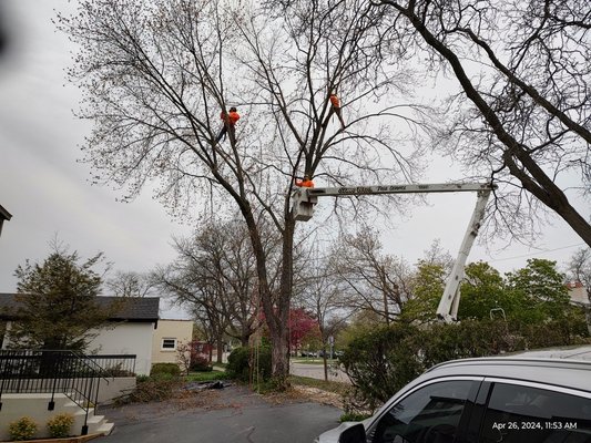 Tree Pruning - Professional Tree Pruning