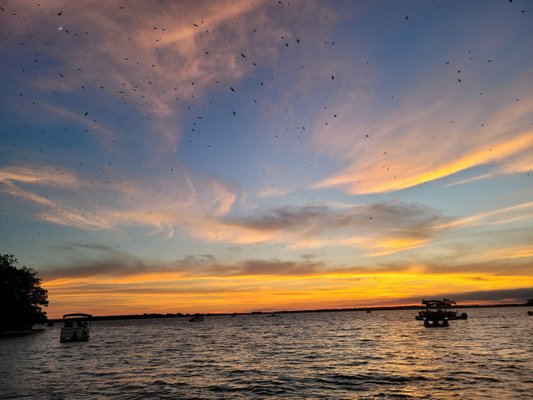 Purple Martin Tour - Between July-August, millions of Purple Martins flock to Bomb Island on Lake Murray as part of their migratory journey to Brazil and it is truly a sight to see! During this 2 ½ hour tour, we will cruise over to Bomb Island to watch thousands of birds fly to the island around dusk. Stopping off for a quick swim is also an option if you choose! All tours are customizable.
Tour is 2 ½ hours for up to 6 guests.
Complimentary bottled water available but you are also welcome to bring your own beverages and snacks. Purple Martin Tour - Between July-August, millions of Purple Martins flock to Bomb Island on Lake Murray as part of their migratory journey to Brazil and it is truly a sight to see! During this 2 ½ hour tour, we will cruise over to Bomb Island to watch thousands of birds fly to the island around dusk. Stopping off for a quick swim is also an option if you choose! All tours are customizable.
Tour is 2 ½ hours for up to 6 guests.
Complimentary bottled water available but you are also welcome to bring your own beverages and snacks.