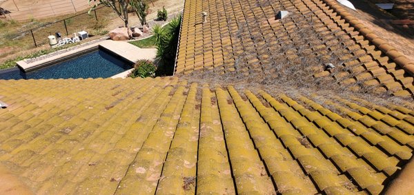 Roof Tile Cleaning in Ramona, CA. - This roof in Ramona, CA was in bad shape when we arrived. First we had to remove the pine needles and then get to work on the algae removal. The end result was an amazing transformation that cost a lot less than replacing the roof. Roof Tile Cleaning in Ramona, CA. - This roof in Ramona, CA was in bad shape when we arrived. First we had to remove the pine needles and then get to work on the algae removal. The end result was an amazing transformation that cost a lot less than replacing the roof.